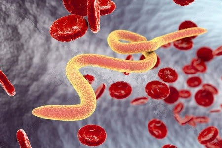 The 14-Day Parasite Cleanse: What It Is, Why It Works, and What to Expect