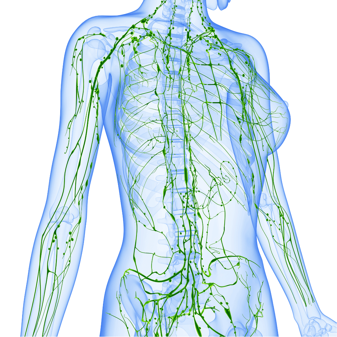Lymphatica Unlock Better Wellness: How Our 30-Day Adult Lymphatic Support Kit Wor ...