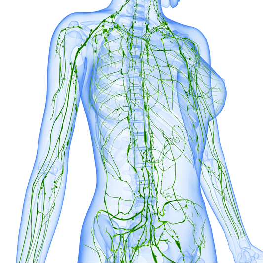 Unlock Better Wellness: How Our 30-Day Adult Lymphatic Support Kit Works (and Why It Matters)
