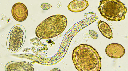 various parasites