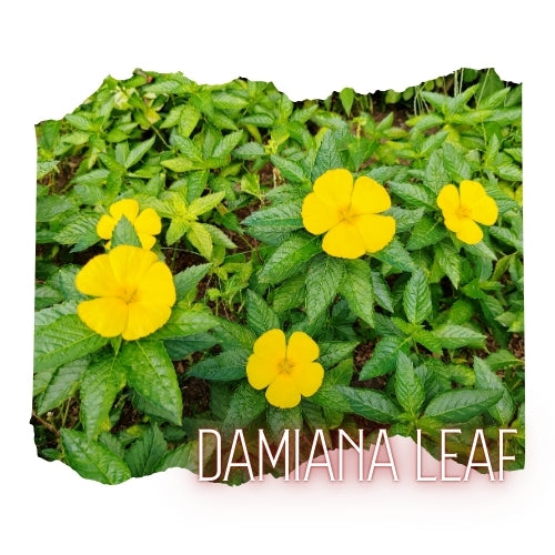 A close-up view of vibrant yellow flowers surrounded by lush green foliage, with the text "DAMIIANA LEAF" overlaid on the image.