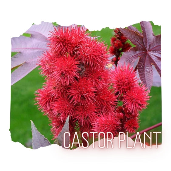 castor plant