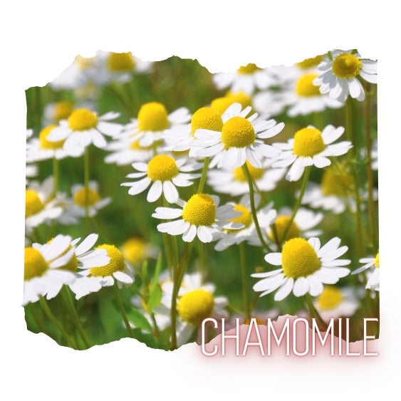 Chamomile Essential Oil 10mL Glass Bottle