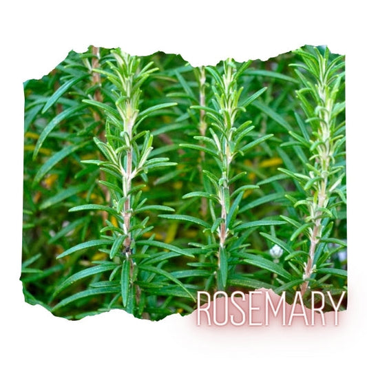 Rosemary Essential Oil 10mL Glass Bottle