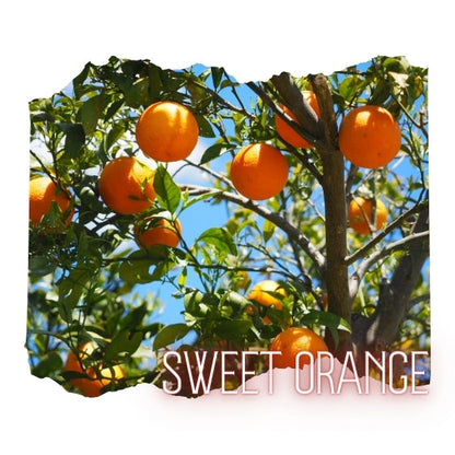 Sweet Orange Essential Oil 10mL Glass Bottle