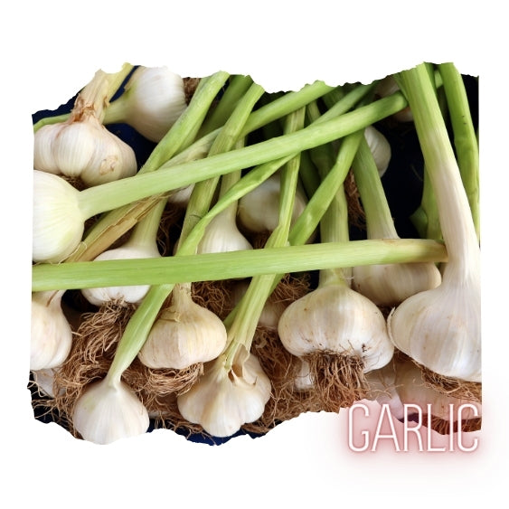 A close-up image of fresh garlic bulbs with green stems, arranged in a pile.