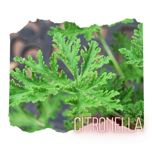 Citronella Essential Oil 10mL Glass Bottle