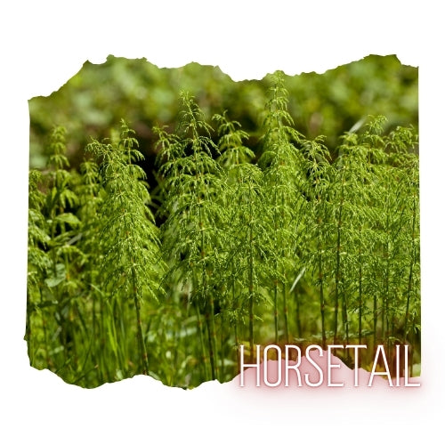 a field of tall, green plants with the word "Horsetail" written in pink text at the bottom.