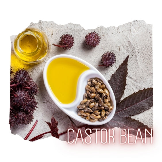 castor  bean