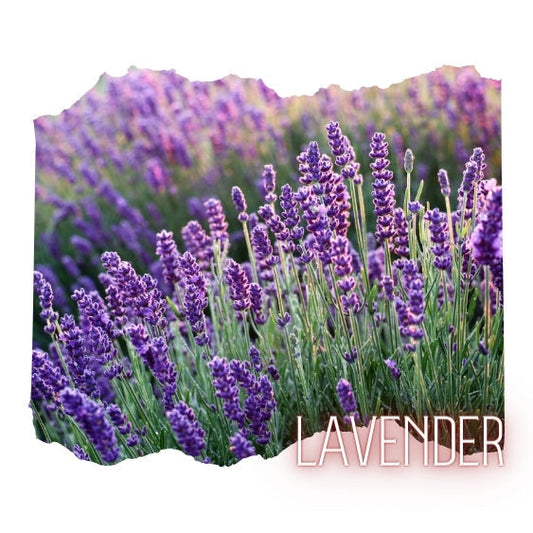 Lavender Essential Oil 10mL Glass Bottle