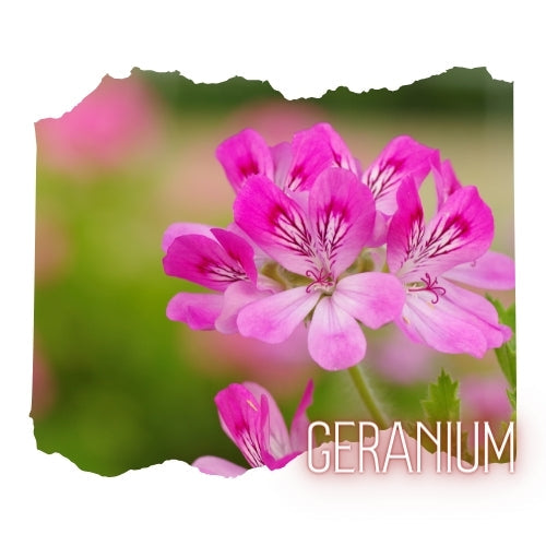 Geranium Essential Oil 10mL Glass Bottle