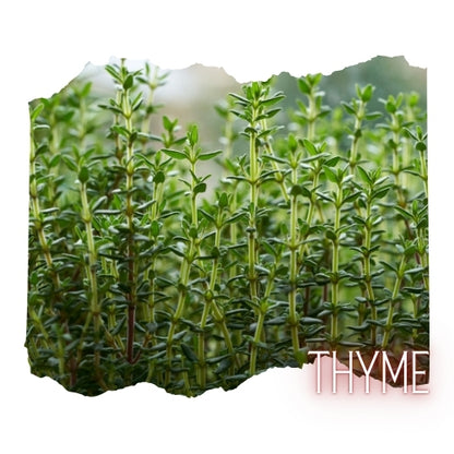 A close-up view of a field of green thyme plants, with the word "THYME" prominently displayed in the bottom right corner.