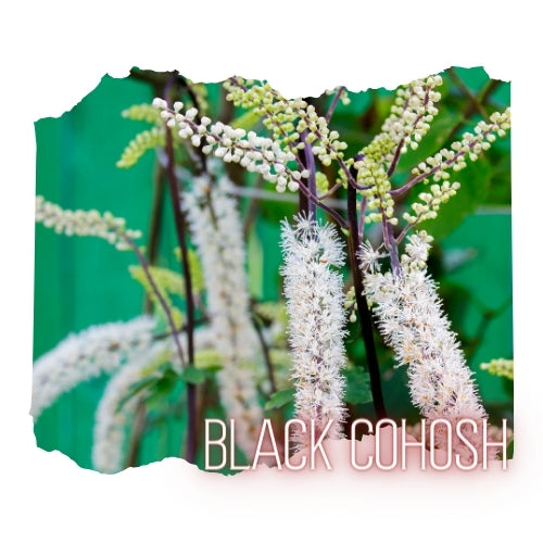 Black Cohosh Root, Wild Crafted, Cut and Sifted