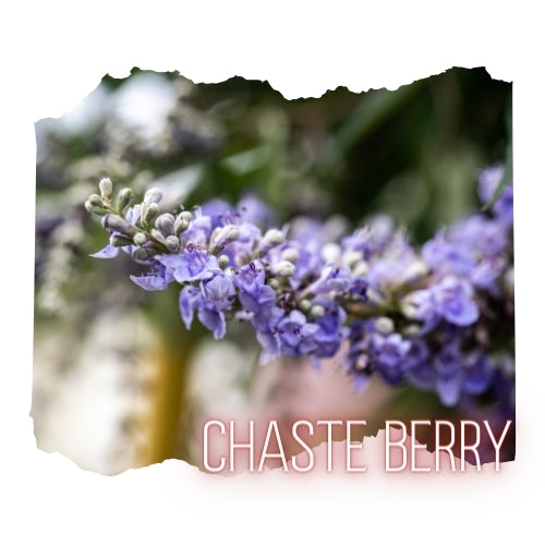 Chaste Berry Powder