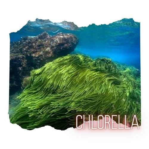 Chlorella Powder