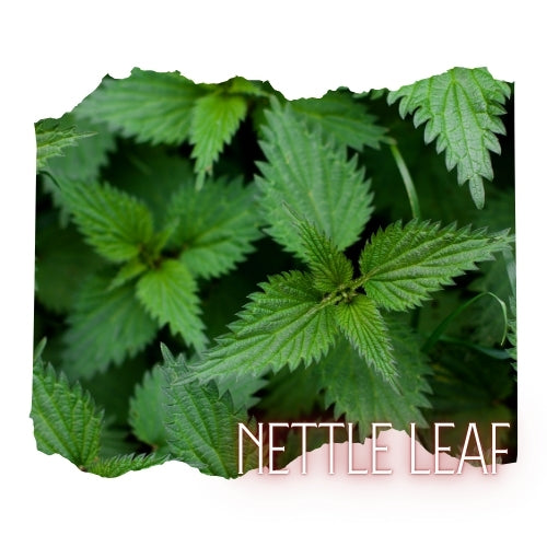 a close-up view of green nettle leaves, with the text "NETTLE LEAF" written in the bottom right corner.