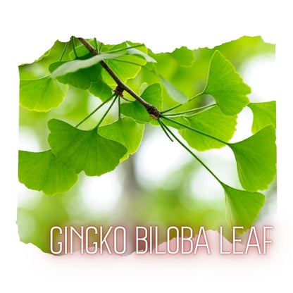 A close-up view of a gingko biloba leaf, showcasing its vibrant green color and intricate structure.