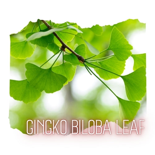 A close-up view of a gingko biloba leaf, showcasing its vibrant green color and intricate structure.