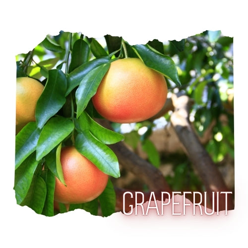 Grapefruit Essential Oil 10mL Glass Bottle