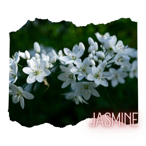 Jasmine Essential Oil 10mL Glass Bottle