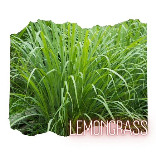 Lemongrass Essential Oil 10mL Glass Bottle