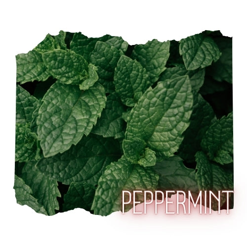Peppermint Essential Oil 10mL Glass Bottle