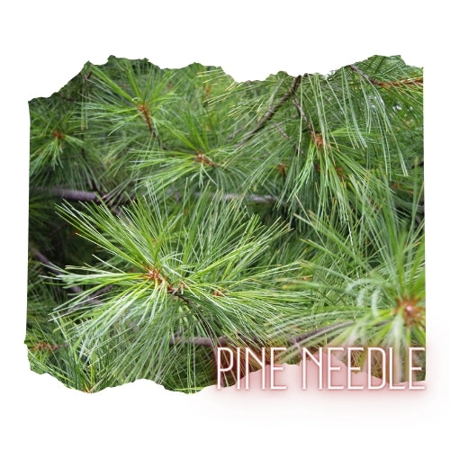 Pine Needle Essential Oil 10mL Glass Bottle