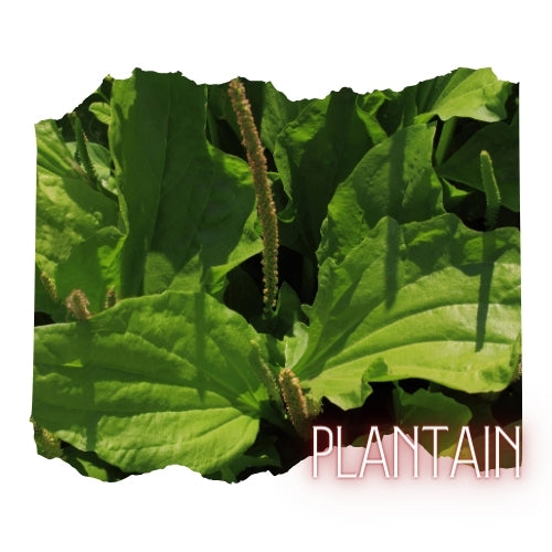 Plantain Leaf, Organic, Cut and Sifted