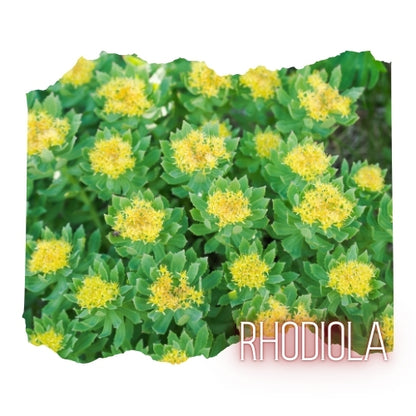 Rhodiola Root, Powder, Organic