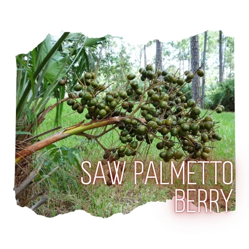 Saw Palmetto Berry Powder