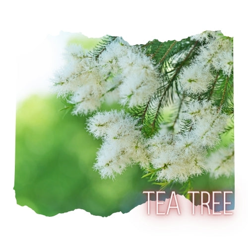 Tea Tree Essential Oil 10mL Glass Bottle